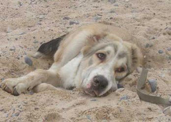песчаная собака