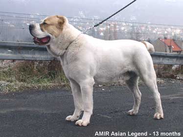 AMIR Asian Legend, Чехия