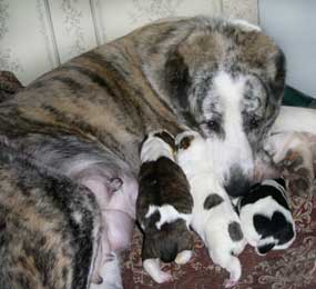 мама со щенками