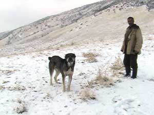 Пёс и чабан с Черной горы